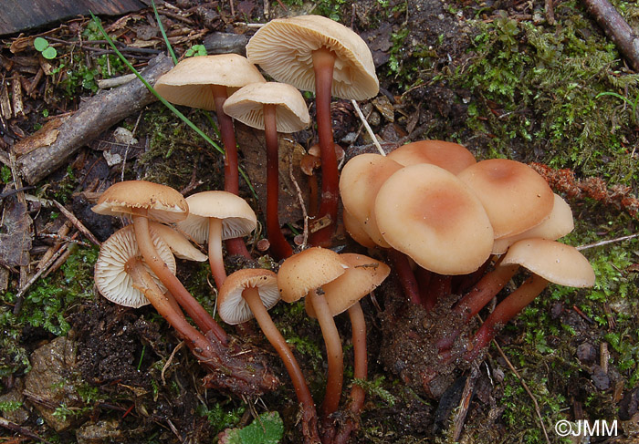 Gymnopus erythropus