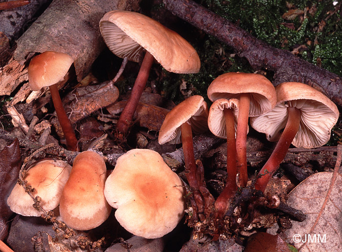 Gymnopus erythropus