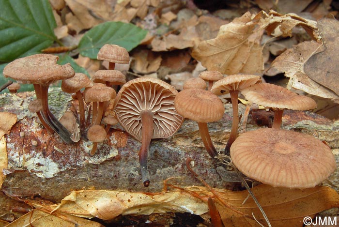 Micromphale foetidum = Marasmiellus foetidus = Gymnopus foetidus