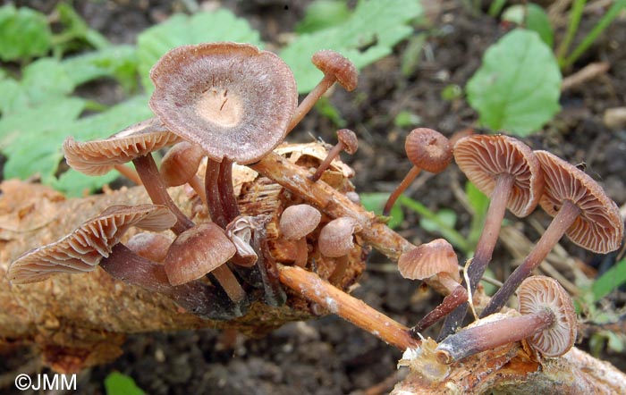 Micromphale foetidum = Marasmiellus foetidus = Gymnopus foetidus