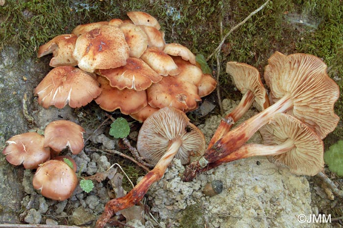 Gymnopus fusipes = Collybia fusipes