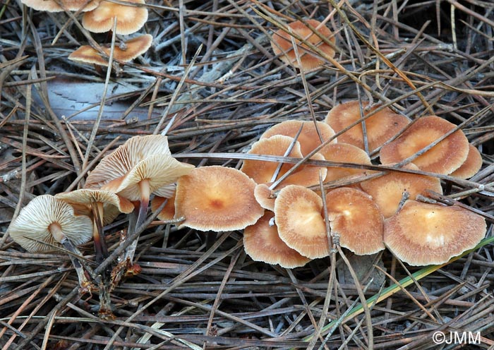 Gymnopus graveolens = Collybia graveolens