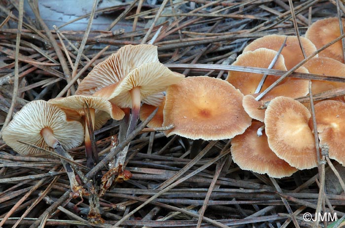 Gymnopus graveolens = Collybia graveolens