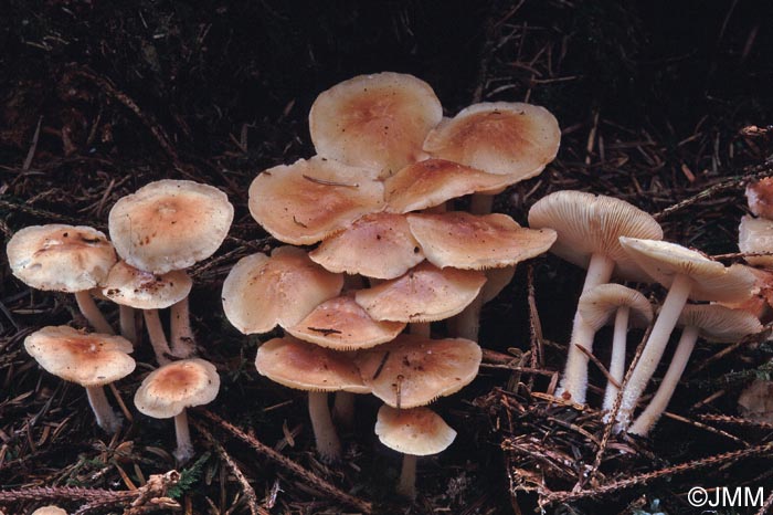 Gymnopus hariolorum = Collybia hariolorum