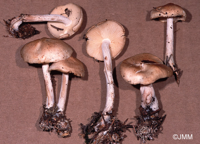 Gymnopus hariolorum = Collybia hariolorum