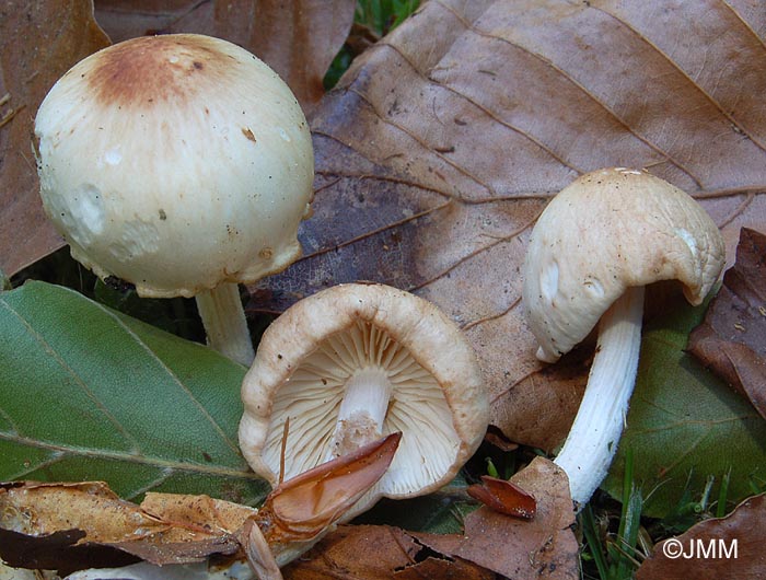 Gymnopus hariolorum = Collybia hariolorum