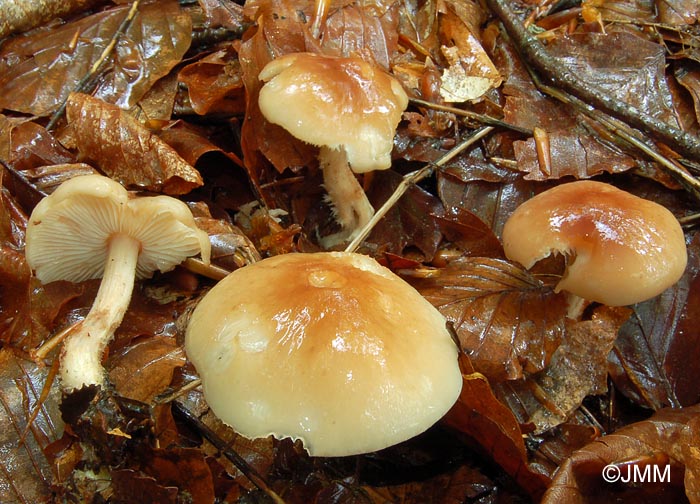 Gymnopus hariolorum = Collybia hariolorum