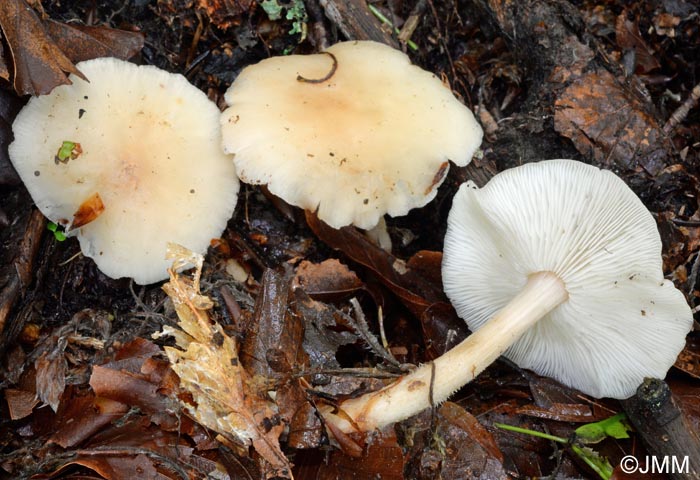 Gymnopus hariolorum = Collybia hariolorum