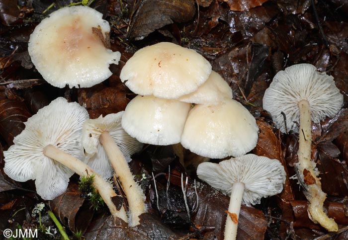 Gymnopus hariolorum = Collybia hariolorum