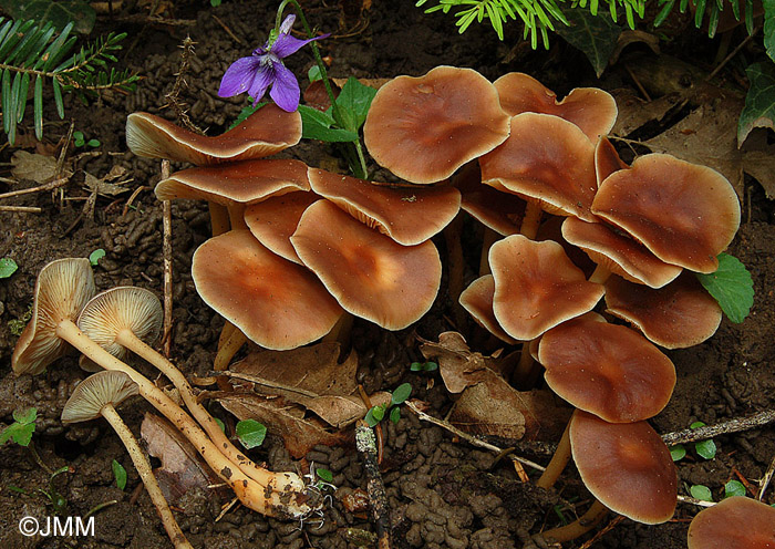 Gymnopus ocior = Collybia succinea = Collybia extuberans