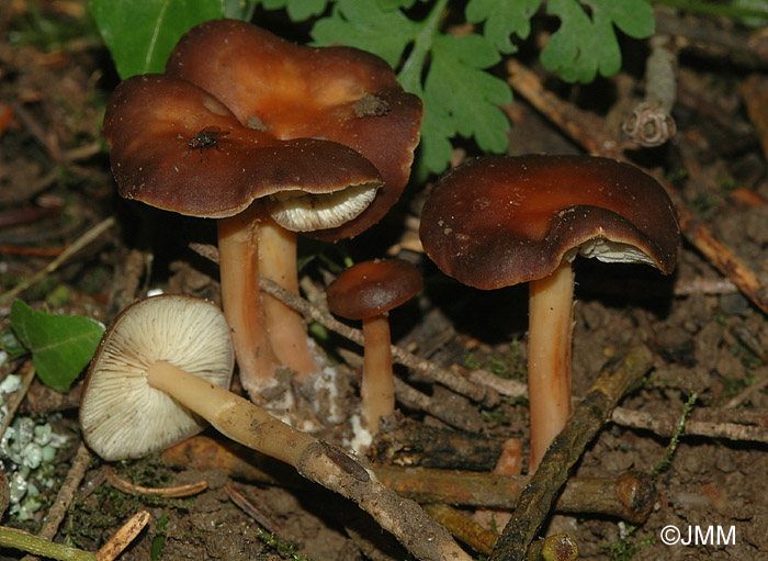 Gymnopus ocior = Collybia succinea = Collybia extuberans