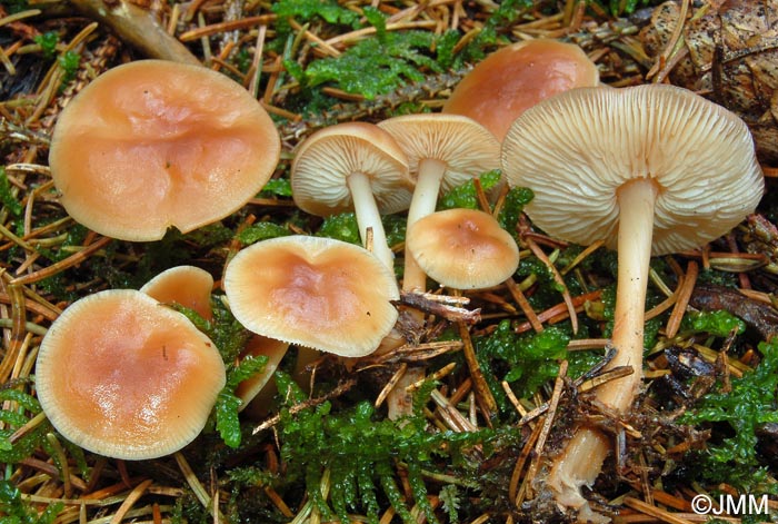 Gymnopus ocior = Collybia succinea = Collybia extuberans