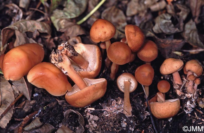 Gymnopus oreadoides = Collybia oreadoides