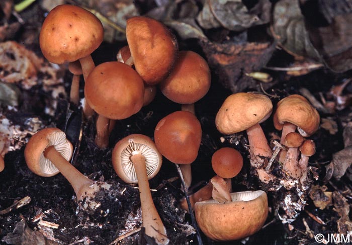 Gymnopus oreadoides = Collybia oreadoides