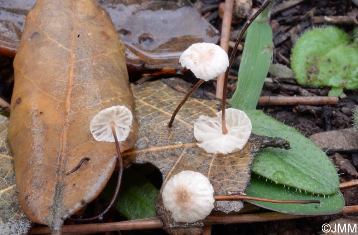 Setulipes quercophilus = Gymnopus quercophilus