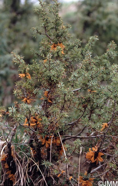 Juniperus communis parasité par Gymnosporangium clavariiforme