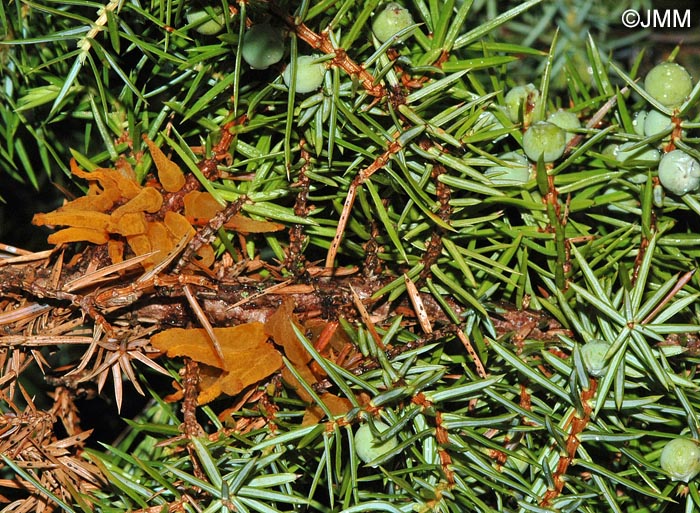 Gymnosporangium clavariiforme