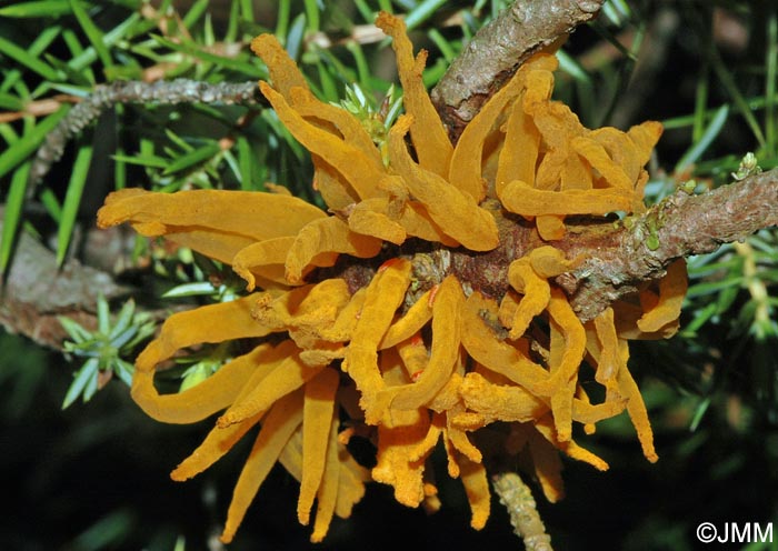 Gymnosporangium clavariiforme