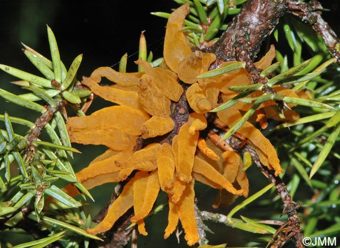 Gymnosporangium clavariiforme