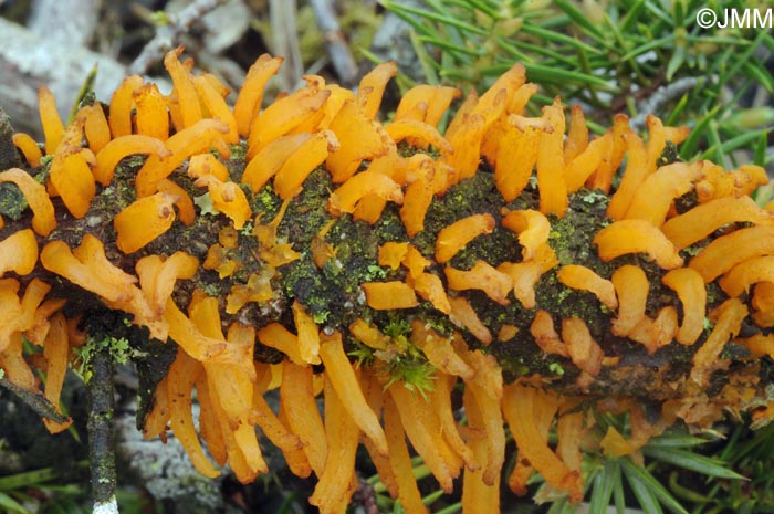 Gymnosporangium clavariiforme