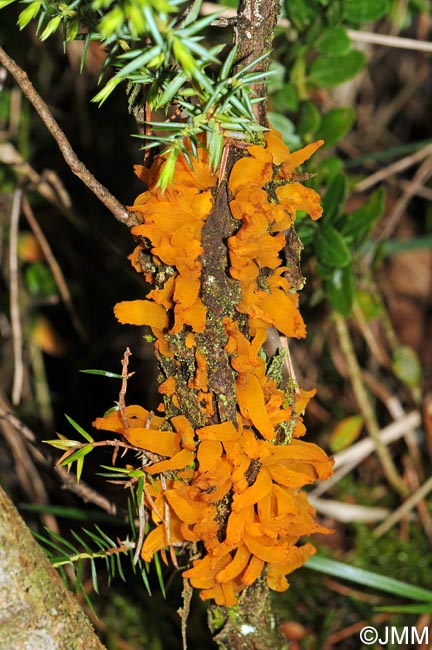 Gymnosporangium clavariiforme