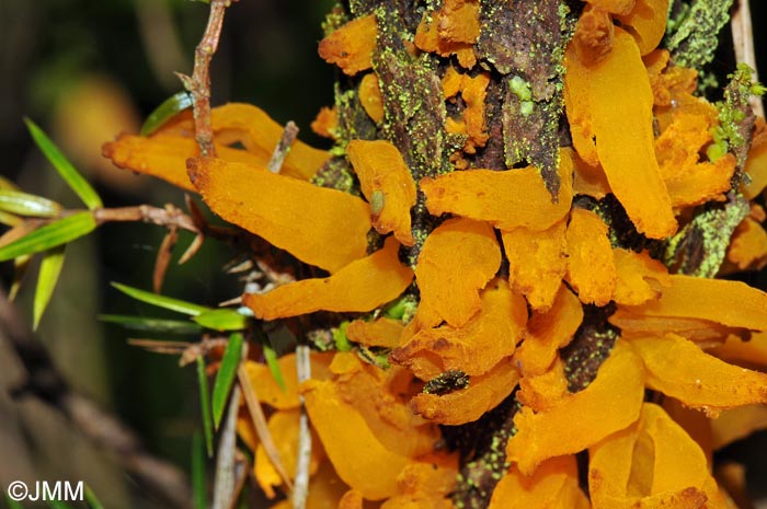 Gymnosporangium clavariiforme