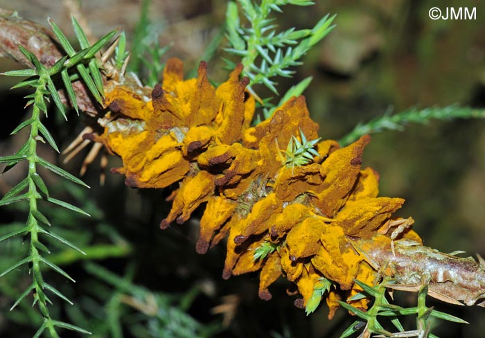 Gymnosporangium confusum