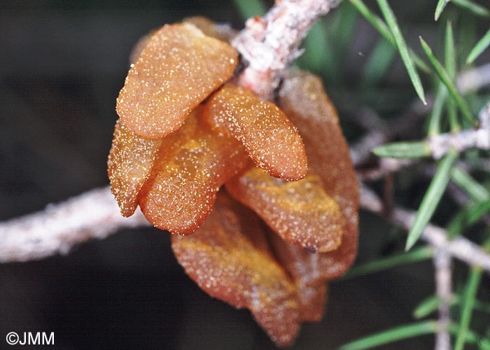 Gymnosporangium confusum