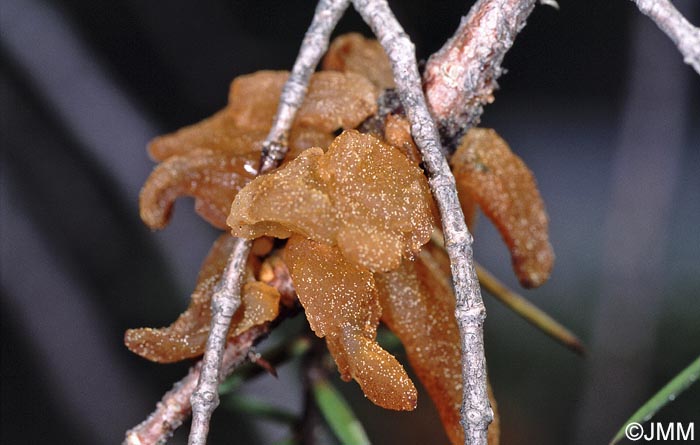 Gymnosporangium confusum