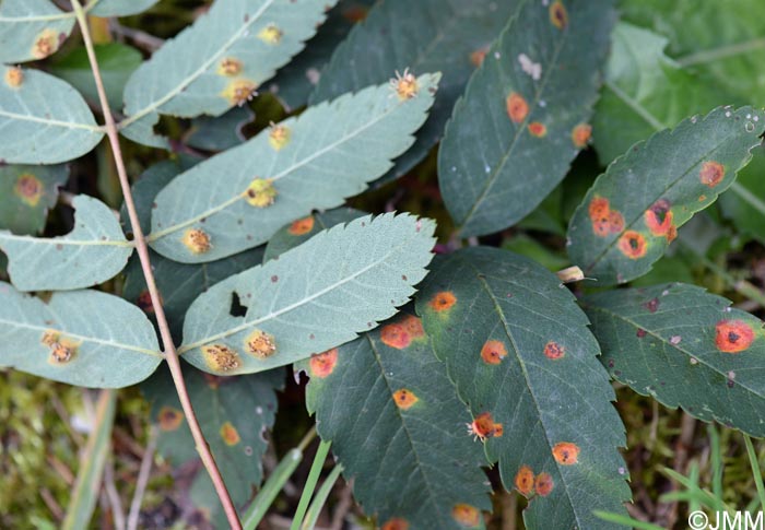 Gymnosporangium cornutum