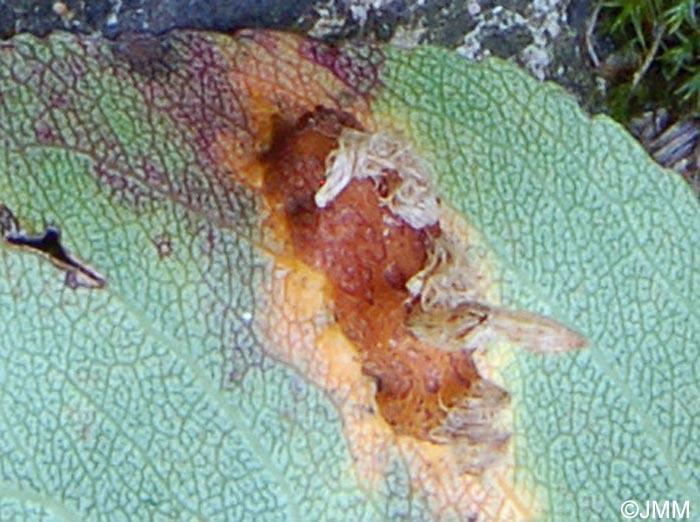 Gymnosporangium sabinae