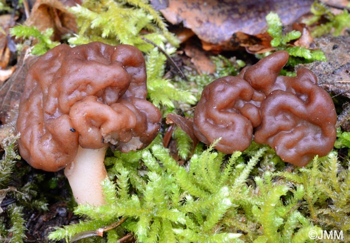 Gyromitra esculenta var. fragilis =? Gyromitra neuwirthi