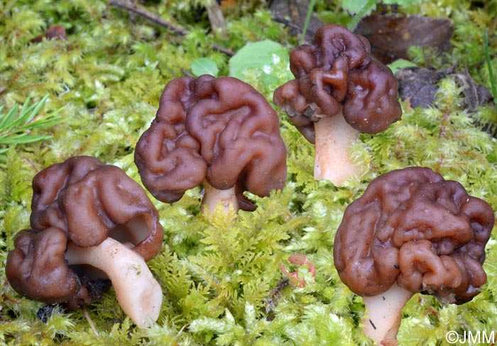 Gyromitra esculenta var. fragilis =? Gyromitra neuwirthi