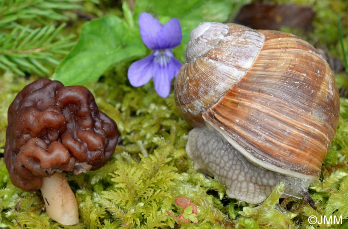 Gyromitra esculenta var. fragilis =? Gyromitra neuwirthi