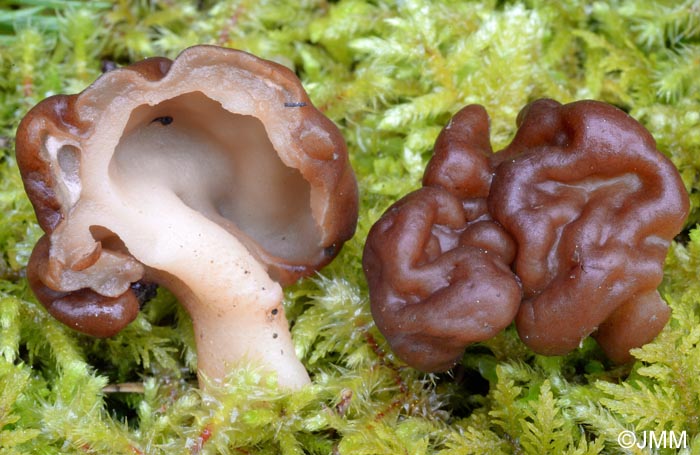 Gyromitra esculenta var. fragilis =? Gyromitra neuwirthi