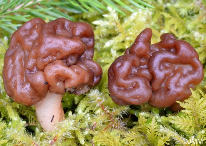 Gyromitra esculenta var. fragilis =? Gyromitra neuwirthi