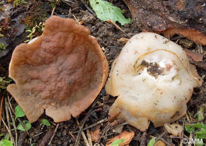 Gyromitra geogenia