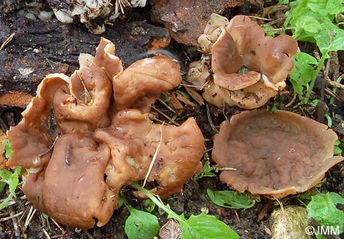 Gyromitra geogenia