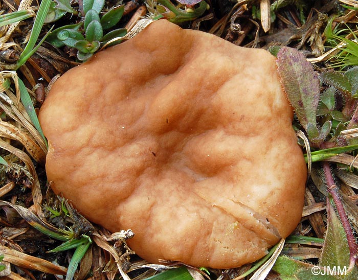 Gyromitra geogenia