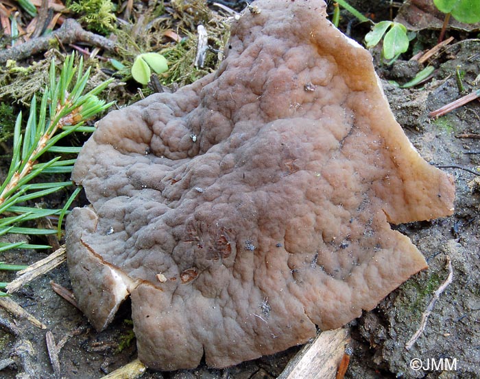 Gyromitra geogenia