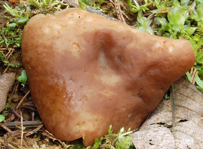 Gyromitra geogenia