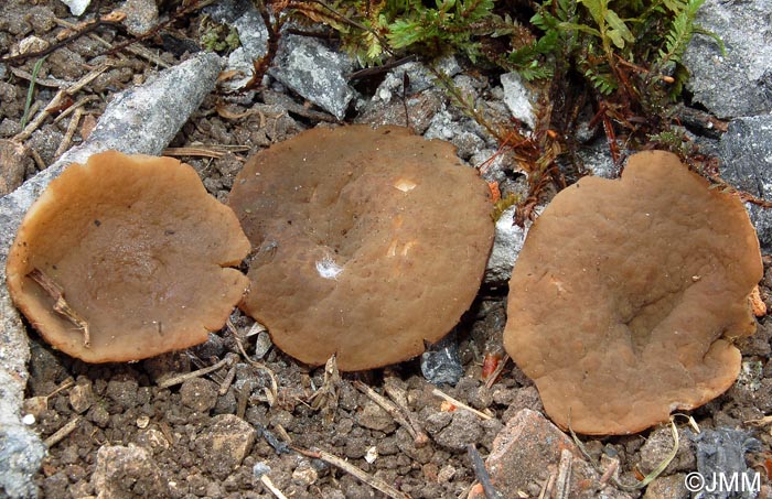 Gyromitra geogenia