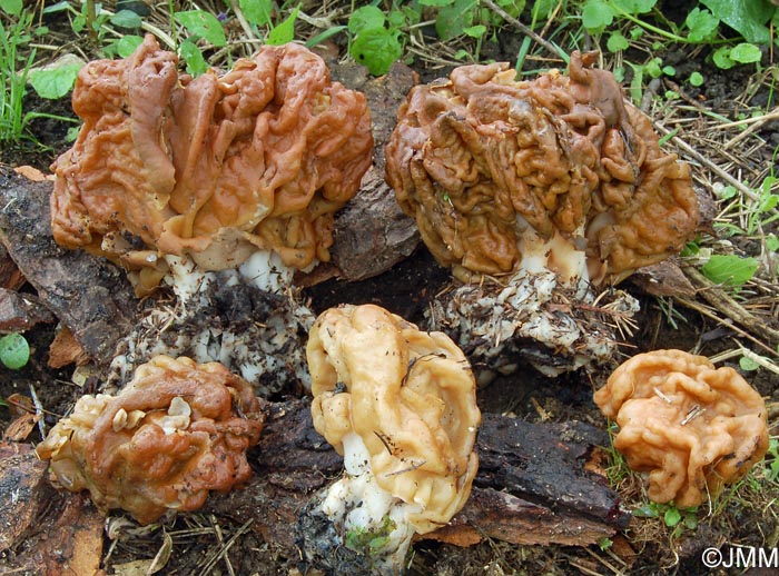 Gyromitra gigas