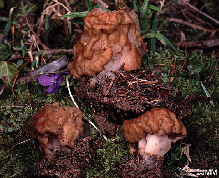 Gyromitra gigas 