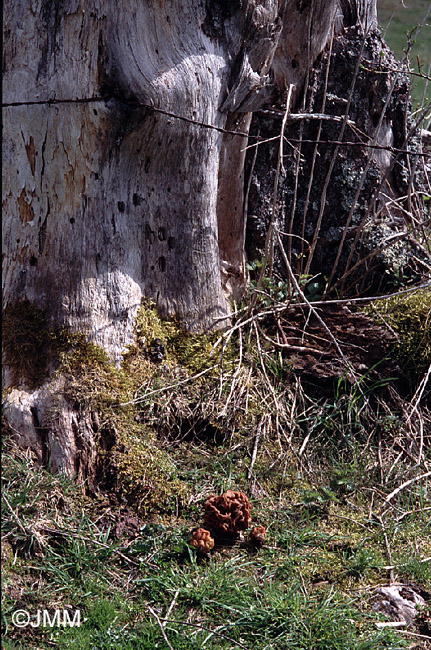 Gyromitra gigas