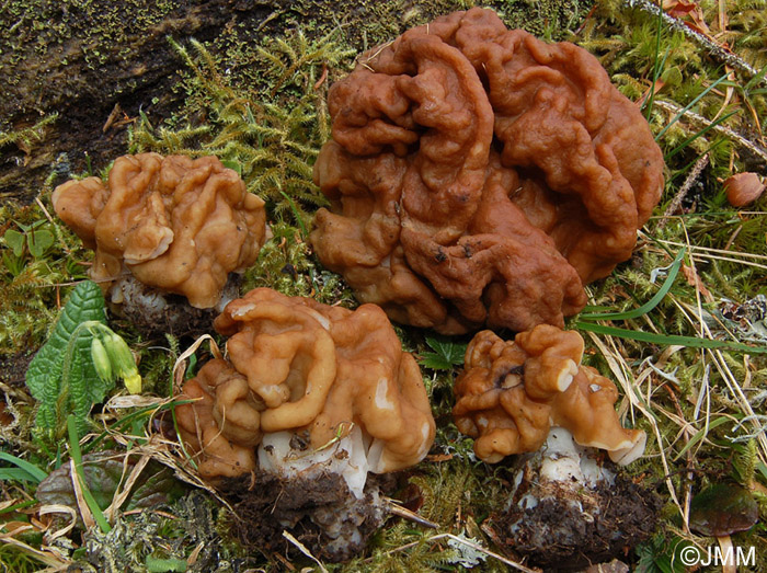 Gyromitra gigas