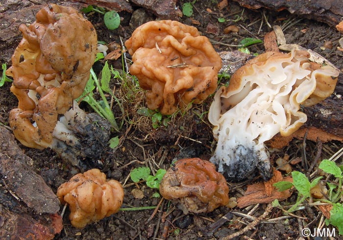 Gyromitra gigas