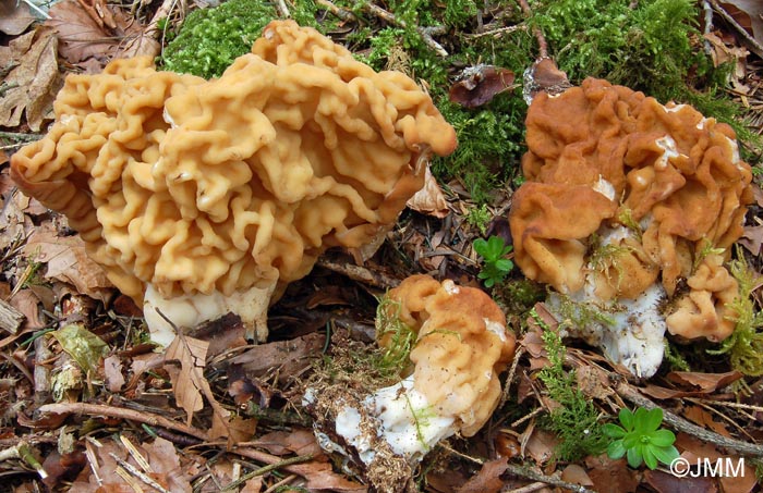 Gyromitra gigas