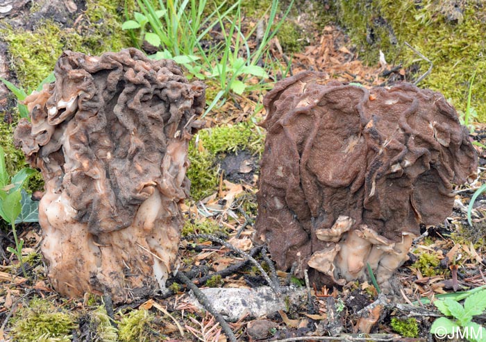 Gyromitra gigas