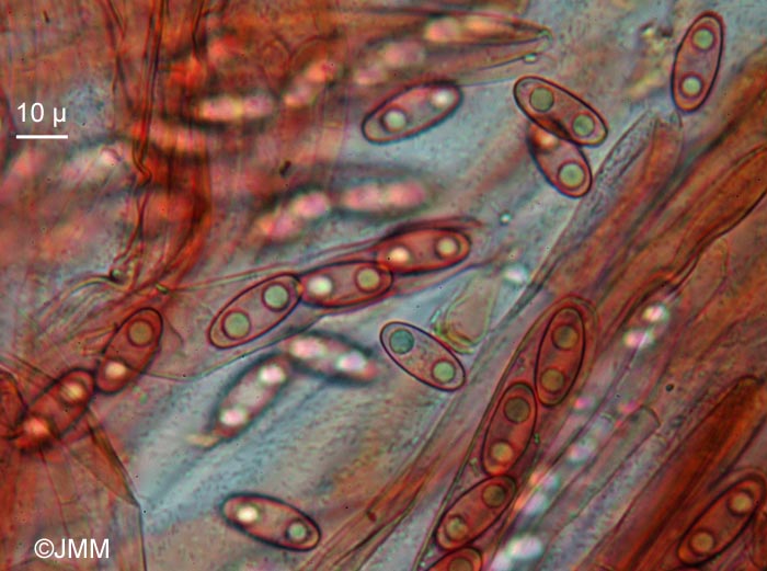 Gyromitra infula : spores